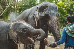 adult and baby elephants bathing